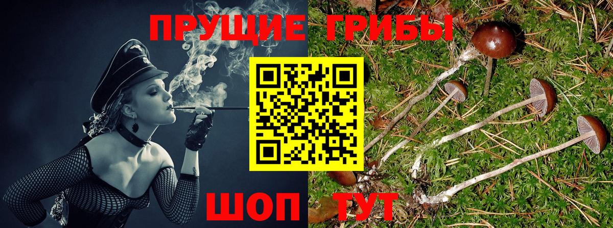 Галлюциногенные грибы MAGIC MUSHROOMS  Псилоцибиновые грибы мицелий  Сосновоборск  Вход с VPN 